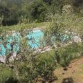 piscine sous les oliviers